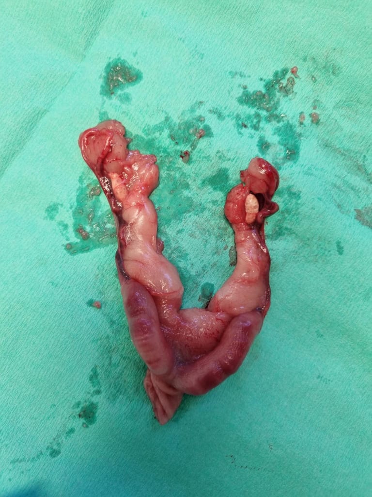 Gebärmutter eines Kaninchens auf einem OP-Tuch